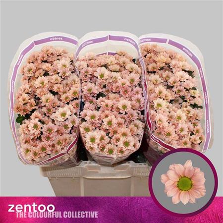 Spray Chrysanthemum - Chrysanthemum - Babette