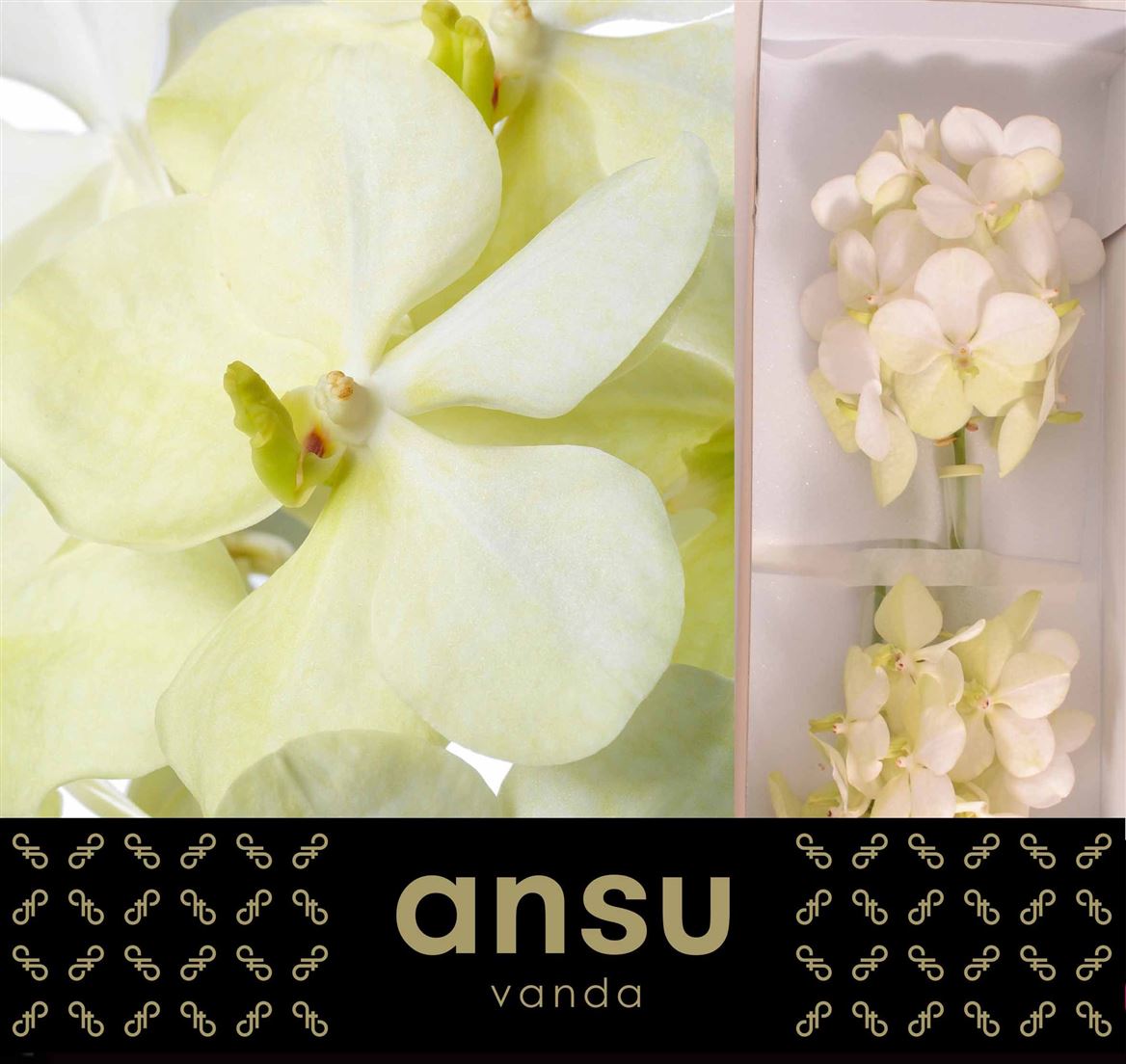 Orchid Vanda Tayanee White