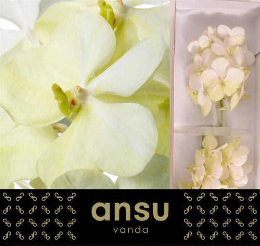 Orchid Vanda Tayanee White