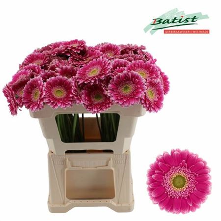 Pink Germini ‘Wonderwall’ – 50cm Stems