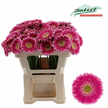 Pink Germini ‘Wonderwall’ – 50cm Stems