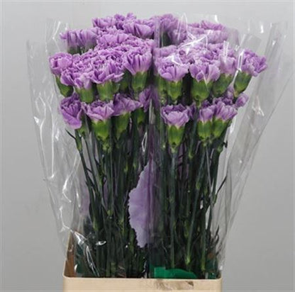 Carnation Standard Florigine Moonaqua