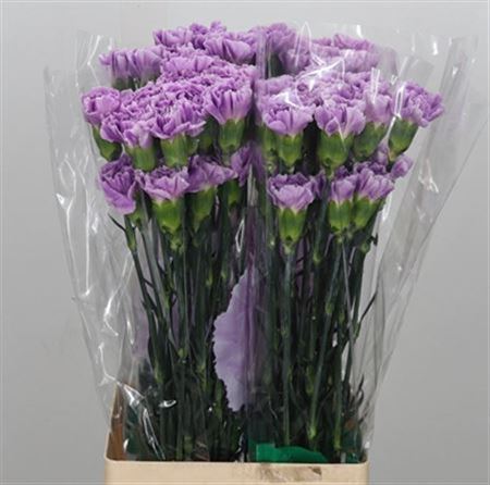 Carnation Standard Florigine Moonaqua