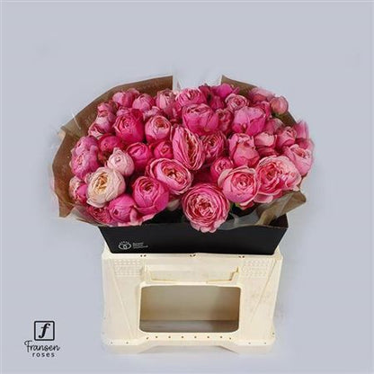 Spray Rose - Rosa - Silva Pink+