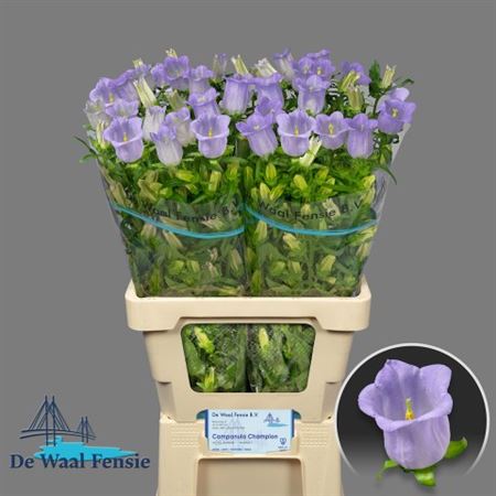 Bellflower Champion Lilac (10 Stems)