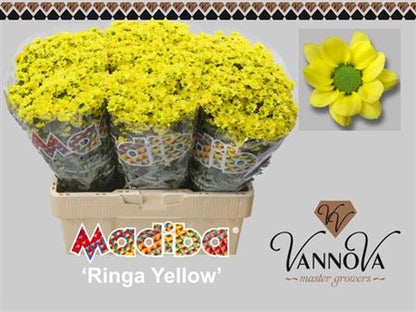 Chrysanthemum Santini Madiba Ringa (25 Stems)