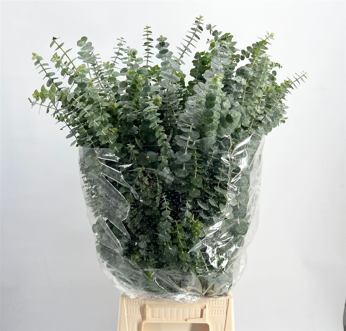 GR Eucalypthus Baby Blue (5 Bunches)