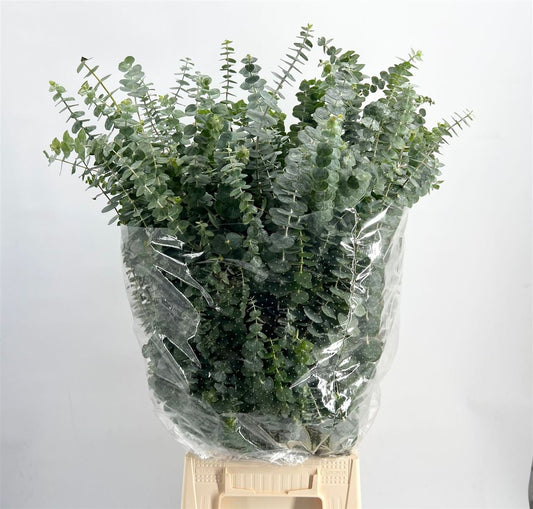 GR Eucalypthus Baby Blue (5 Bunches)