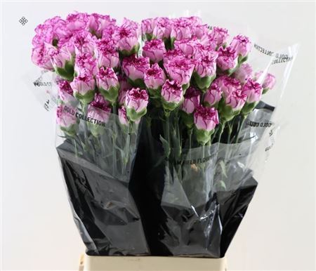 Carnation Standard Boheme