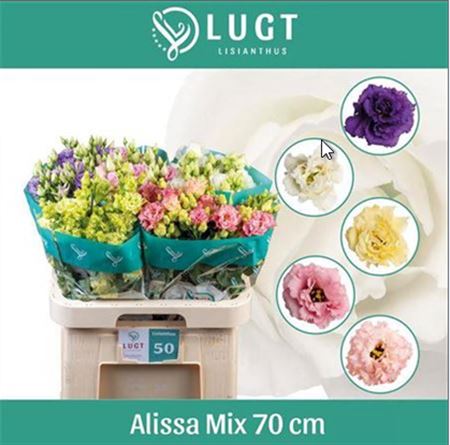 FeedSync:wholesale:a1db0b1dd1cc2e83842e6c45cfb75bc1709230d3