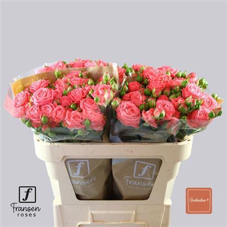 FeedSync:wholesale:b80f5df67dd46da0d7f012776c808fb692b30973