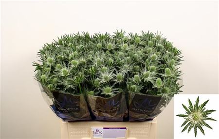 Eryngium ‘Sirius’ Thistle – 40cm Stems