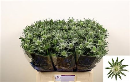 Eryngium ‘Sirius’ Thistle – 40cm Stems