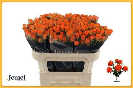 Spray Rose Picanto