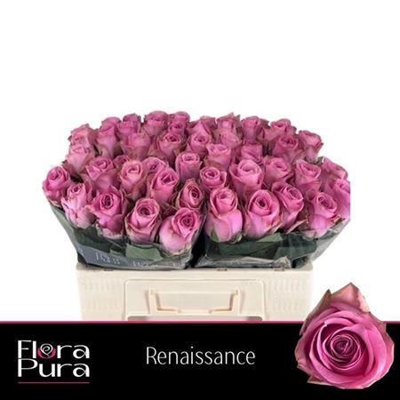 Rose Renaissance