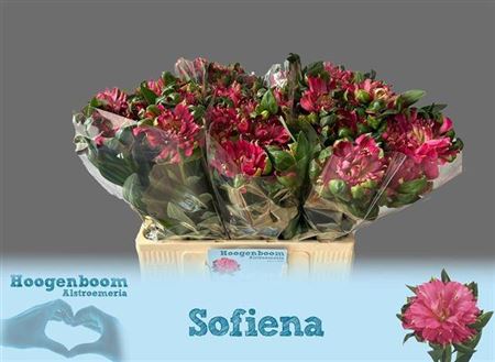 FeedSync:wholesale:3317f62b64504cb4ebfff71203c8b641eb547c1a