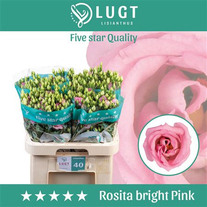 Pink Lisianthus ‘Rosita Champagne’ – 70cm Stems