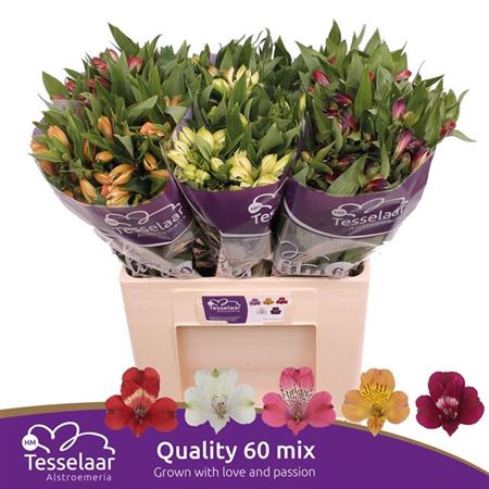 FeedSync:wholesale:e69029736b4310b25002f0674f6ce028a9c63d18