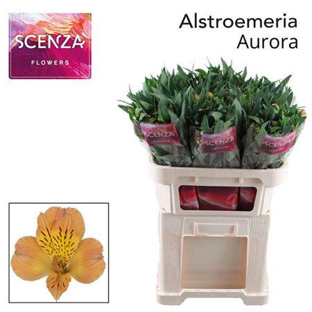 Orange Alstroemeria ‘Tesauro’ Cut Flowers – 75cm Stems