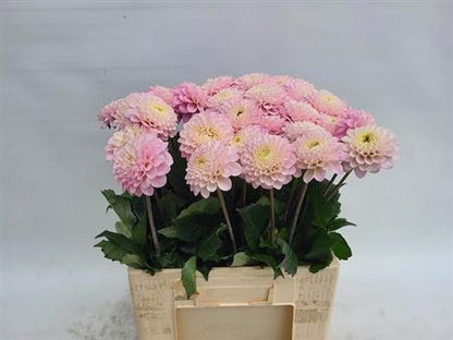 FeedSync:wholesale:cfc92bf601d16c95dfcd31367ef138f6a15b607a