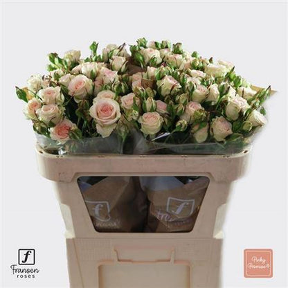 FeedSync:wholesale:c06c4da00e30938c7976fd8ac06fca56a7952bed