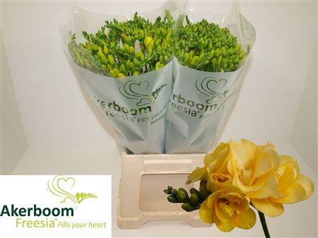 FeedSync:wholesale:ce01ba49fbebab2d4b589f577fc3d051bc4e3a12