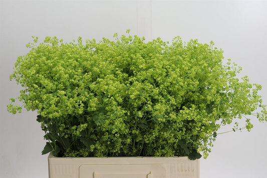 Alchemilla mollis ‘Robustica’ Green Foliage Stems – 55cm
