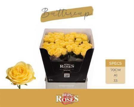 Rose Buttercup