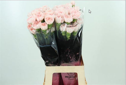 Carnation Standard Maruchi (20 Stems)