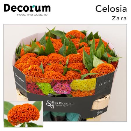 Celosia Act Zara (20 Stems)