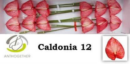 Red Anthurium ‘Caldonia’ – 40cm Stems