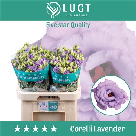 Eustoma Corelli Lavender