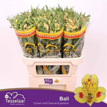 Yellow Alstroemeria ‘Tesbali’ – 75cm Stems