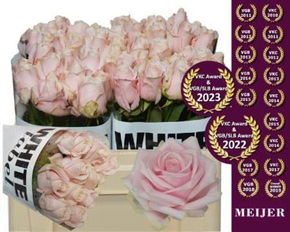 FeedSync:wholesale:fe4f7e7aabad62f54894af52a1944571b2c443b6