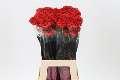 Carnation - Dianthus - Alhambra