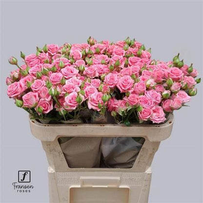 FeedSync:wholesale:c62c098f9cc62fcdff2b2744478f4495023d51f5