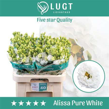 Eustoma Alissa Pure White (10 Stems)