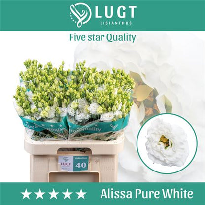 Eustoma Alissa Pure White (10 Stems)