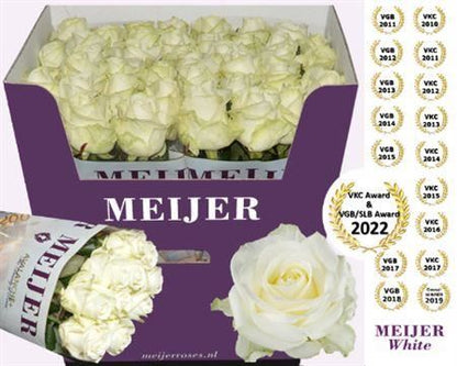 Rose Avalanche Meijer