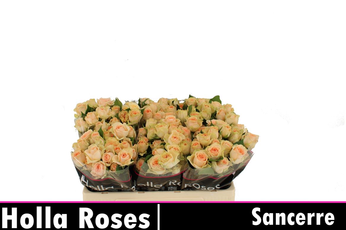 Spray Rose Sancerre