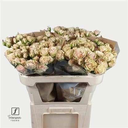 Spray Rose - Rosa - Whitney