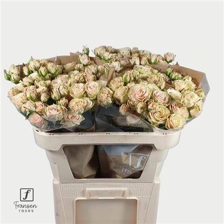 FeedSync:wholesale:61d4e40de2ef97ee5007b2baaeb69ffe0cf85fb7