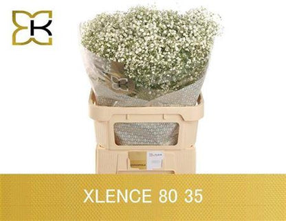 FeedSync:wholesale:d9d8ccb5d3f506ca645c870b0952d48dffd8d673