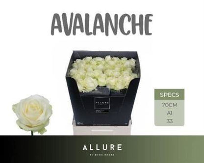 Rose Avalanche Allure