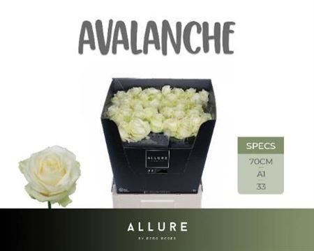 Rose Avalanche Allure