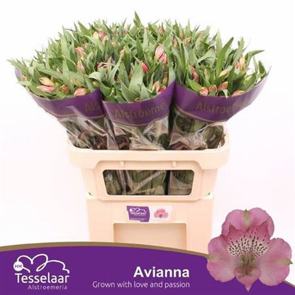 Alstroemeria Pink Wholesalers Choice