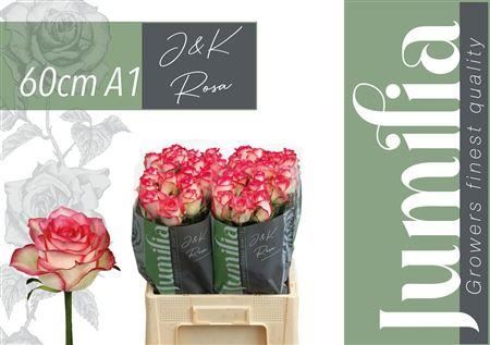 FeedSync:wholesale:429372f550c2529fe6ef297b7083573ff0d69163