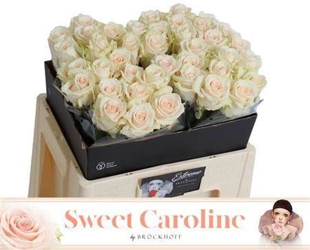 FeedSync:wholesale:63fcac2d37f590fa726dec585018478b97d0c04b