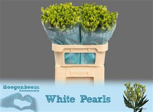Alstroemeria White Pearls (10 Stems)