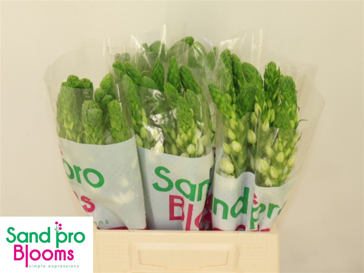 Ornithogalum Milky Way (50 Stems)